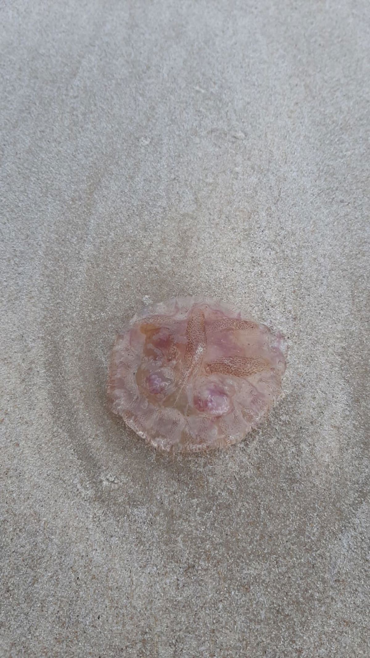 WhatsApp Image 2021-01-16 at 07.33.31.jpeg