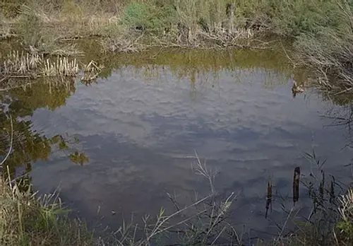 Researching Wetland Habitats in the Golan — Learning That Grows from the Field 
