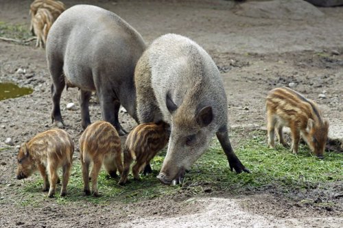 Wild Boars Arrive at the Haifa District Science Fair 