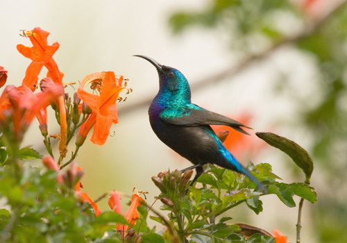 The Story of a Project: Behind the Scenes of the Great Bird Count 