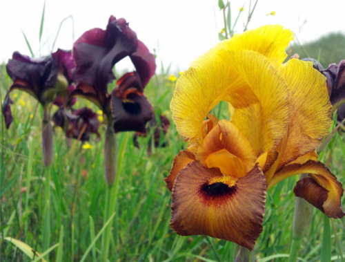 Doing Science Communication — Saving the Irises Through the Media 
