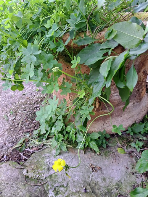 Experiential Learning in the "Mystery of the Oxalis" Initiative 